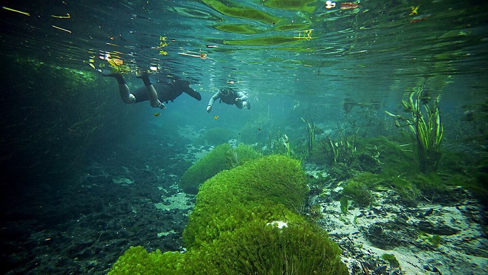 Sucuri River Snorkel Tour