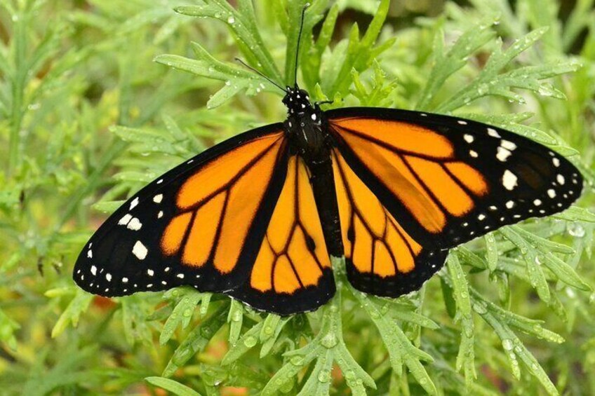 Butterflies in Mindo