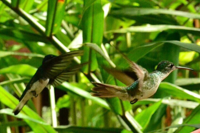 hummingbirds