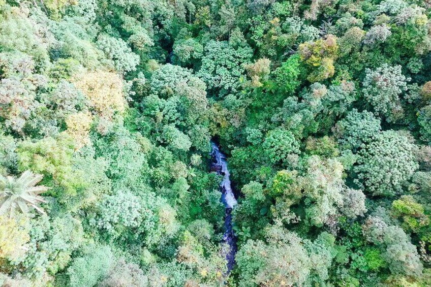 Cloud forest