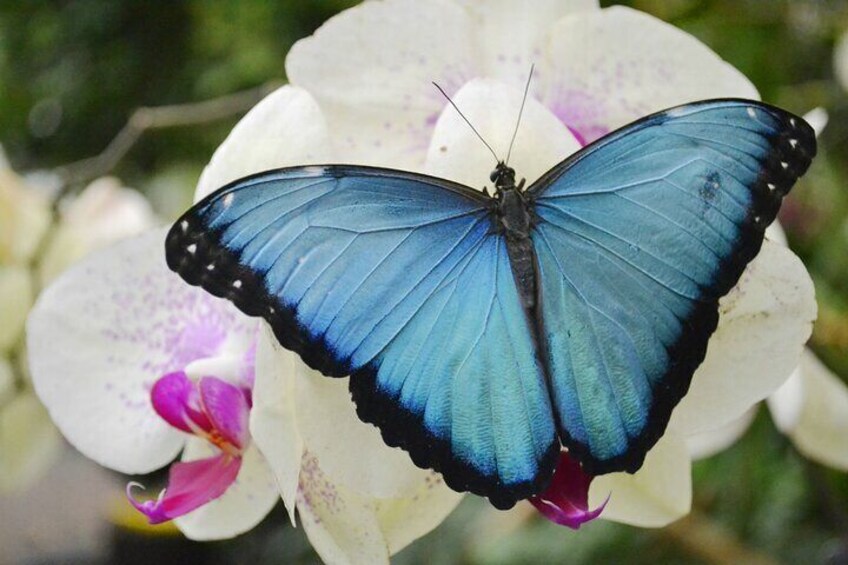 Butterflies in Mindo