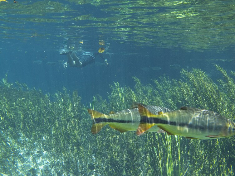 Snorkeling Rio Da Prata Tour