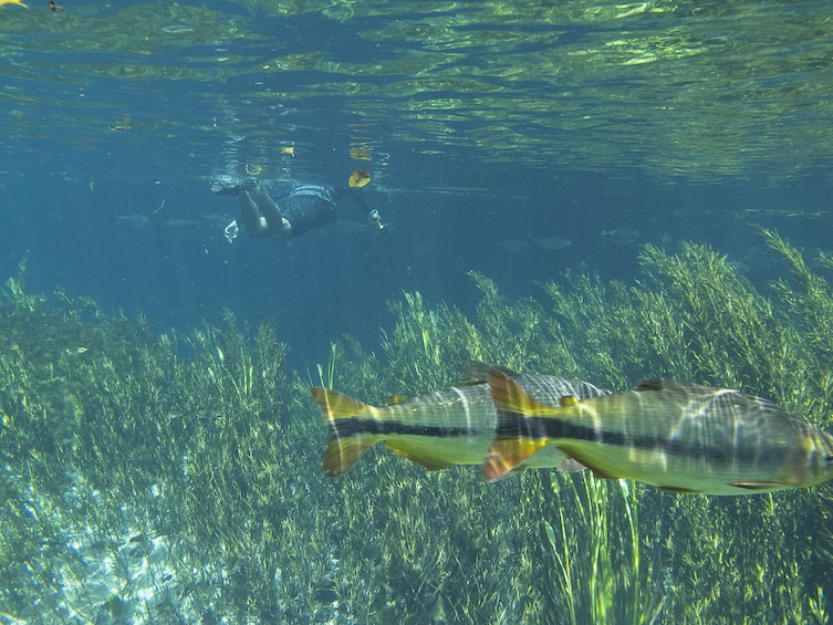 Snorkeling Rio Da Prata Tour