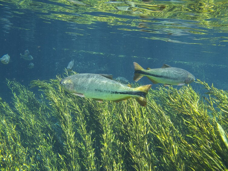 Snorkeling Rio Da Prata Tour