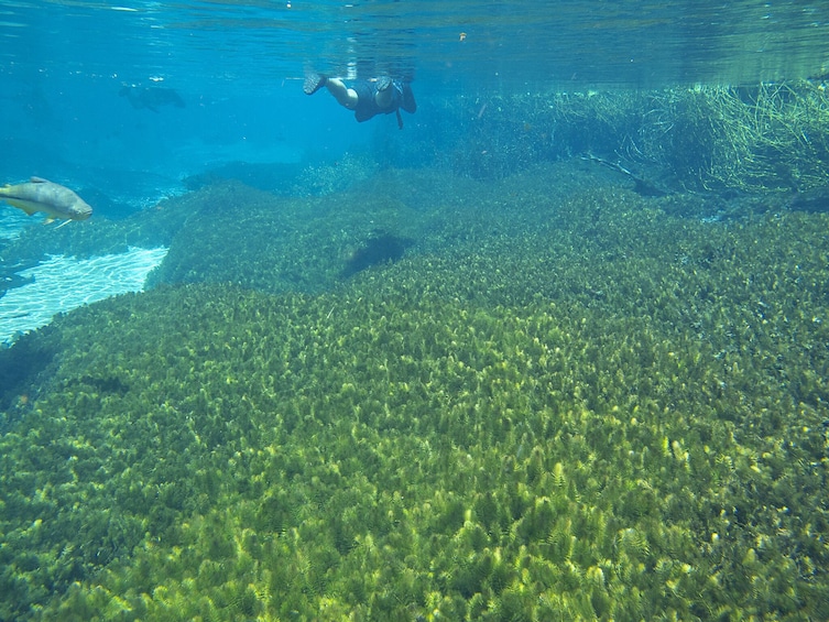 Snorkeling Rio Da Prata Tour