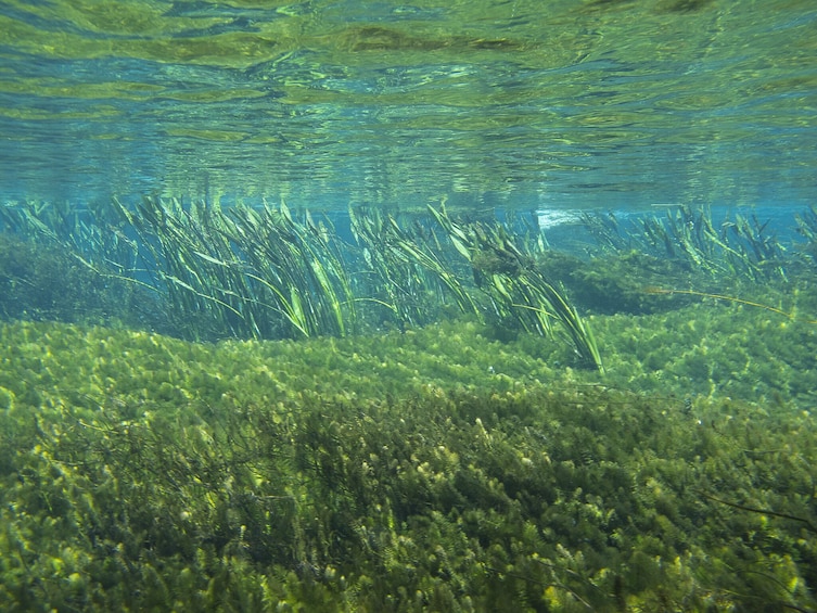 Snorkeling Rio Da Prata Tour