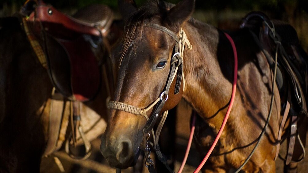 Horseback Riding At Recanto Do Peao