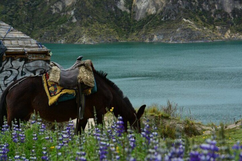 Full-Day Tour to Quilotoa Lagoon From Quito with Lunch