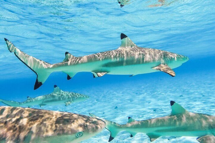 bora-bora-lagoon-service-sharks-snorkeling