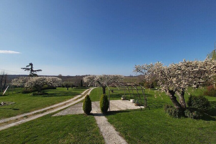 Private tour: Premium Istrian olive oil tasting and grove tour experience