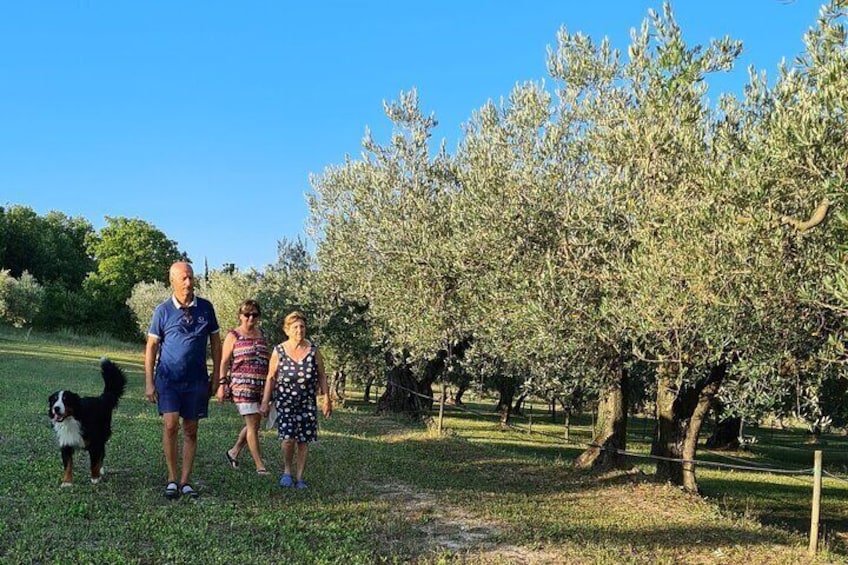 Private tour: Premium Istrian olive oil tasting and grove tour experience