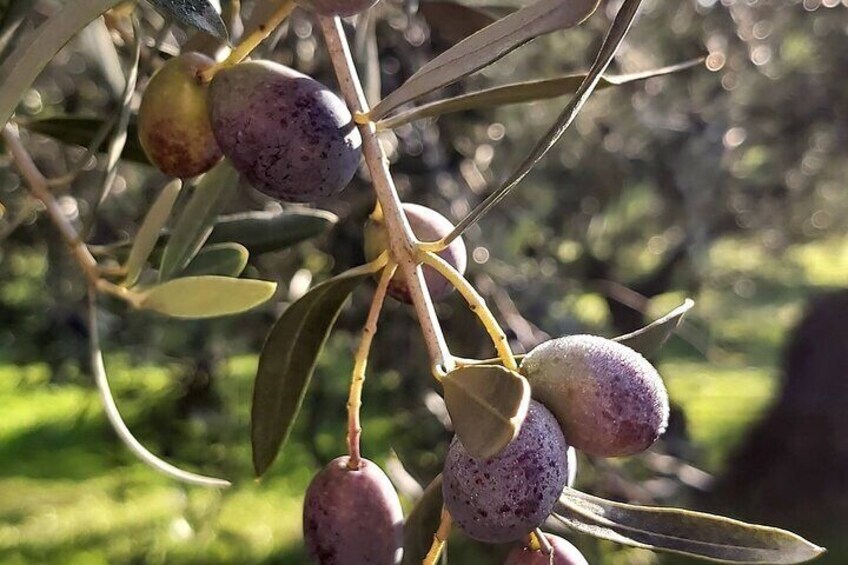 Private tour: Premium Istrian olive oil tasting and grove tour experience