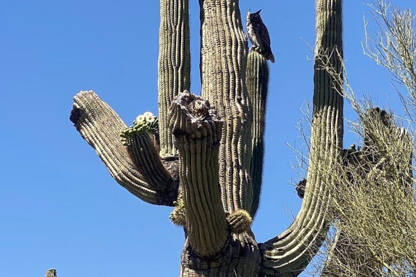 1-2 Hour Desert Guided Mountain Bike Tour