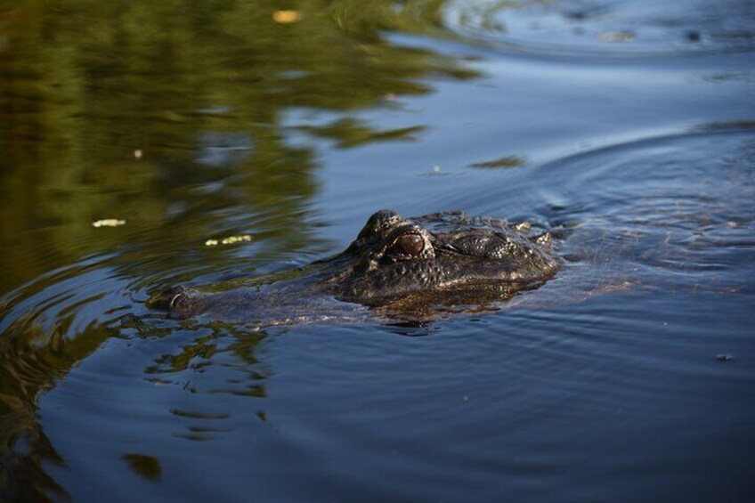 Private Airboat Ride in Panama City