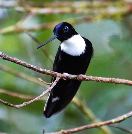Black and white bird in the Mindo Cloud Forest