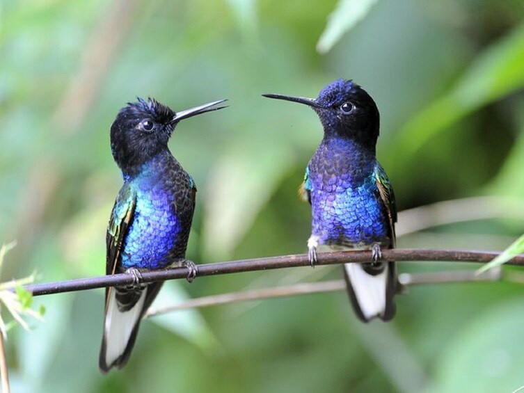 Private Mitad del Mundo & Cloud Forest 2-Day Tour