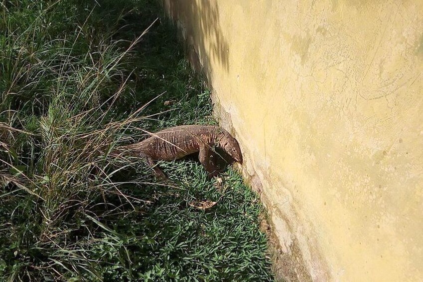 MONITOR LIZARD