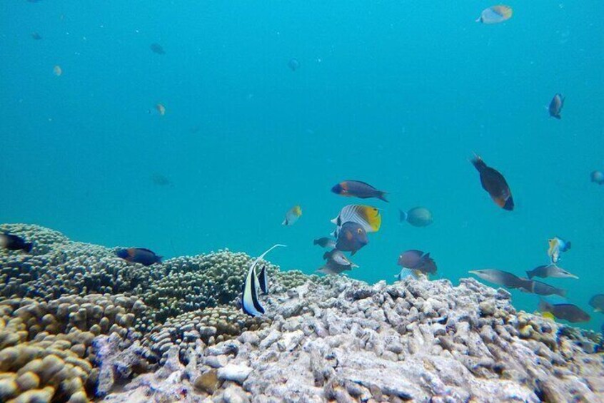 Enjoy snorkeling with beautiful fish