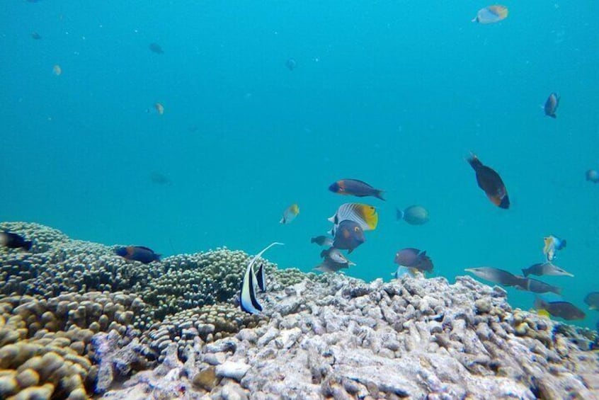 Enjoy snorkeling with beautiful fish
