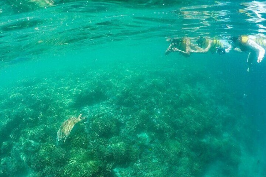 Snorkeling at a beautiful turtle reef