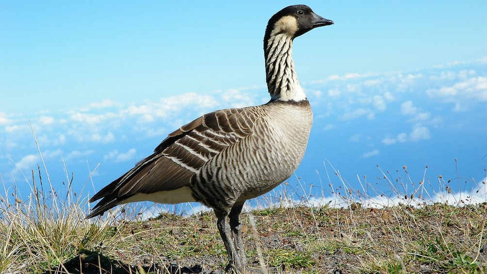 Bird on land in Maui 