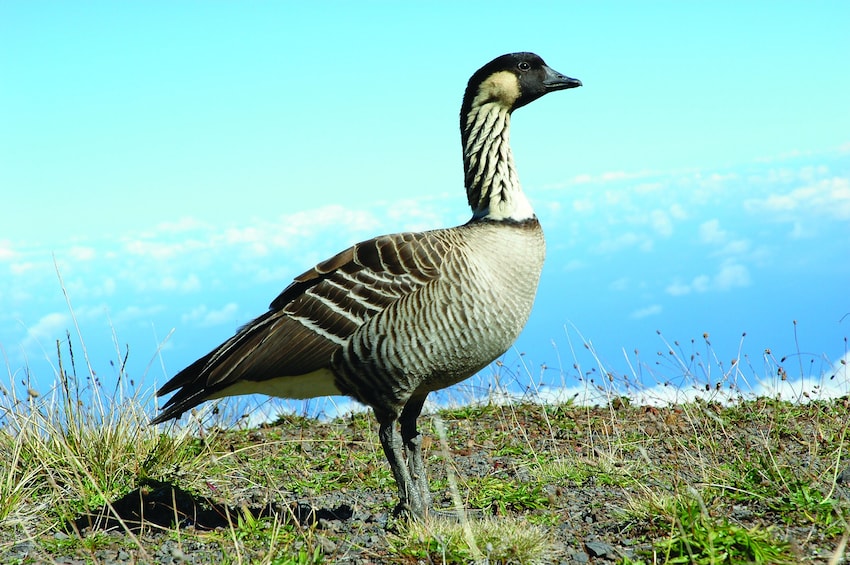 Sunrise Tour to Haleakala Includes Breakfast