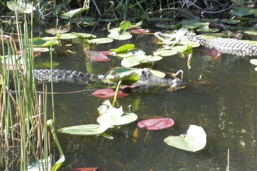 Florida Everglades Airboat Tour from Fort Lauderdale