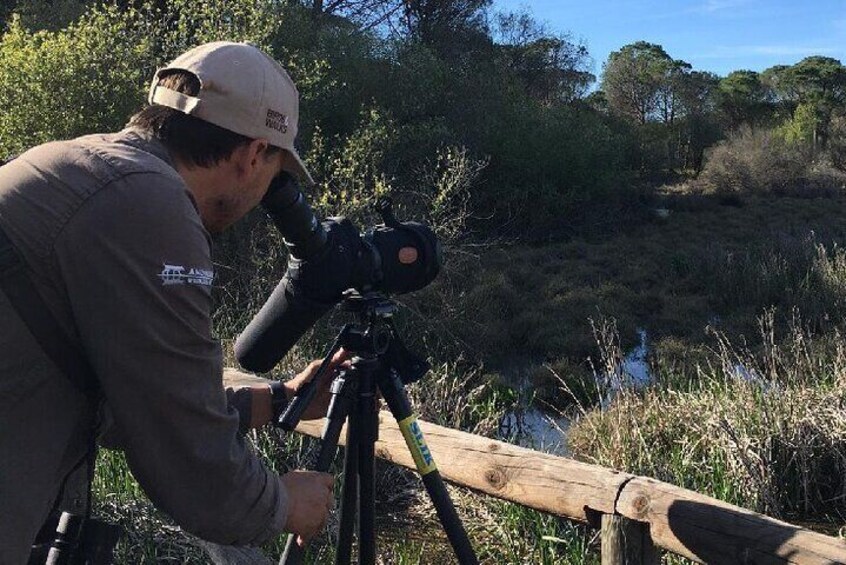 5-Day Tour in Search of Iberian Birds from Lisbon