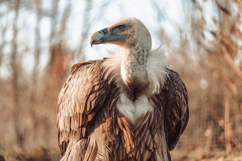 8-Day Private Tour Birds of Alentejo and Sierra Morena