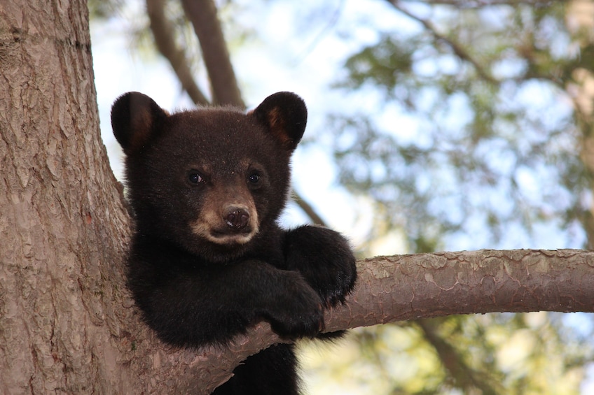 Show item 3 of 10. Grand Teton 4-Hour DUSK Wildlife Safari
