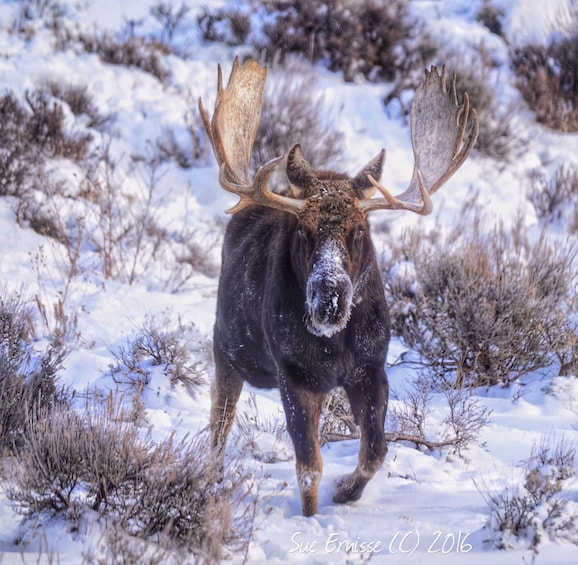 Show item 5 of 10. Grand Teton 4-Hour DUSK Wildlife Safari