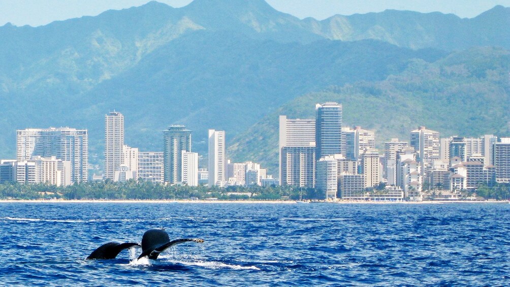 Whale tails surfacing off the coast of Oahu