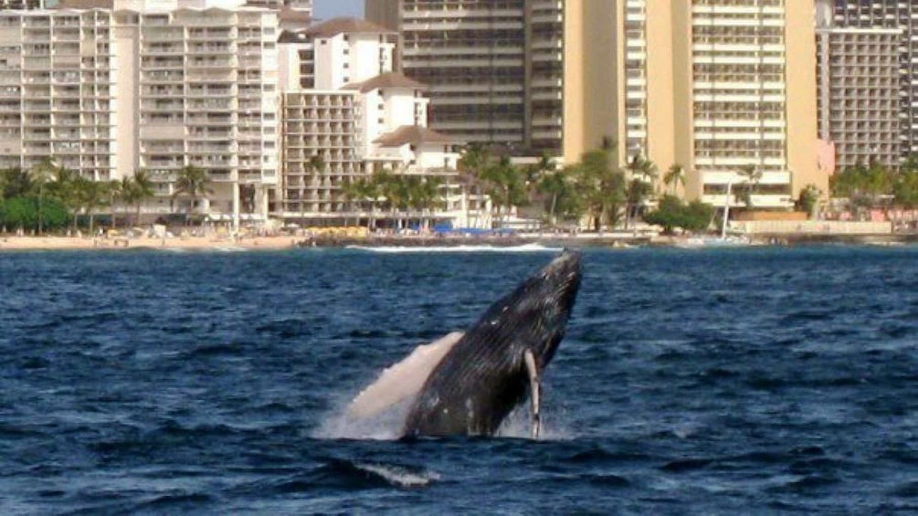 Breaching whale off the coast of Oahu