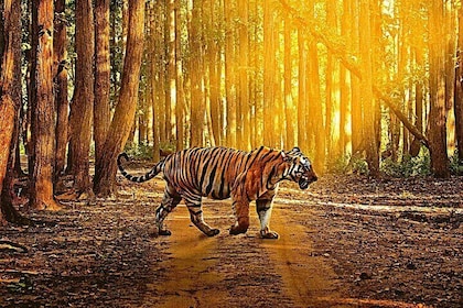 Shore Excursion:Tiger Reserve from Kochi/Chennai:Luxury Tour to Jim Corbett...