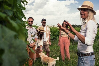 Visite du vignoble avec dégustation de 6 vins de Garda
