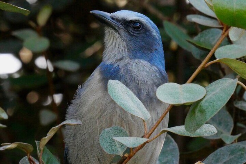 Florida Scrub-Jay, our state's only endemic bird species