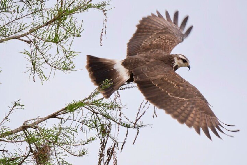 Snail Kite, especially adapted to eating the apple snail