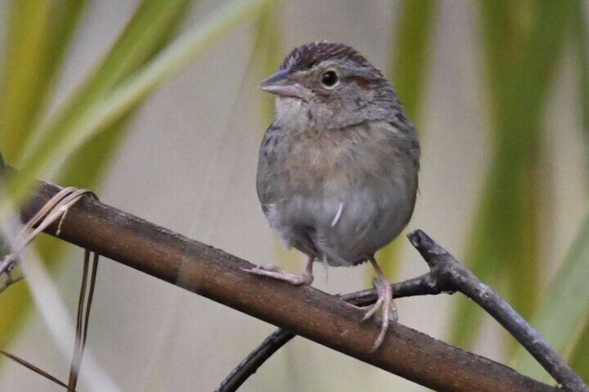 Bachman's Sparrow, this little bird is a specialist in the sandhills and pine ecosystems in the southeastern US