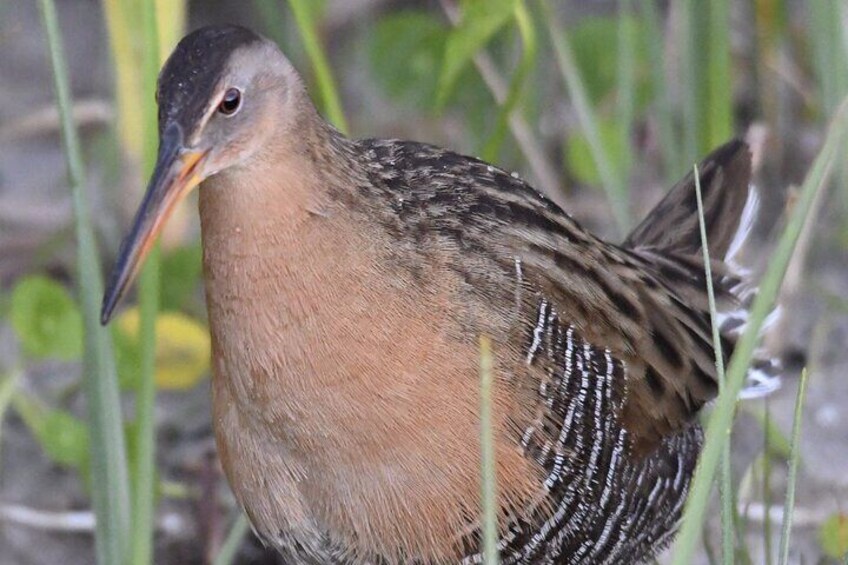 A seldomly seen species, the King Rail can be seen and photographed for the very patient