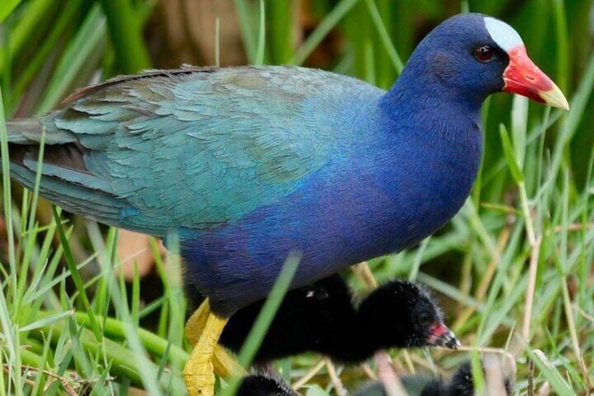 Purple Gallinule, a southeastern species, can be observed in our freshwater marshes
