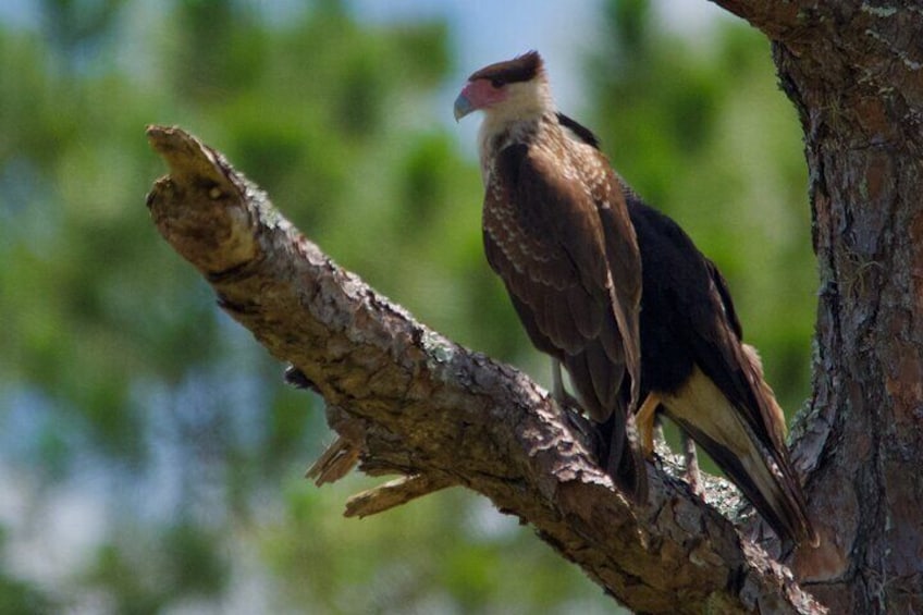 Crested Caracara, a falcon adapted to eating carrion