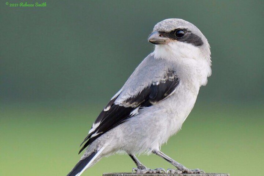 Loggerhead Shrikes are commonly seen along the fenceposts during our tours. Behind this sweet face lies a predator waiting for its next meal.