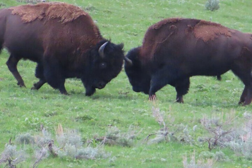 Bull bison lock horns in the Hayden Valley.