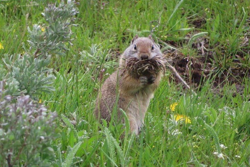 Often the little guys steal the show, ground squirrel.