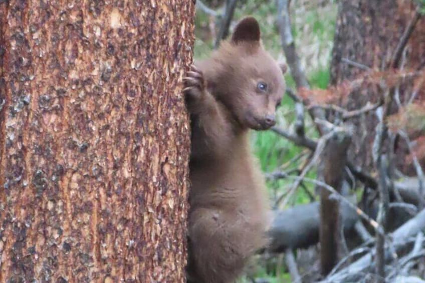 Cinnamon black bear cub.