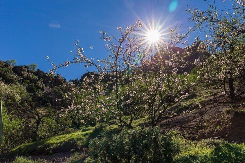 Hikes Roque Nublo