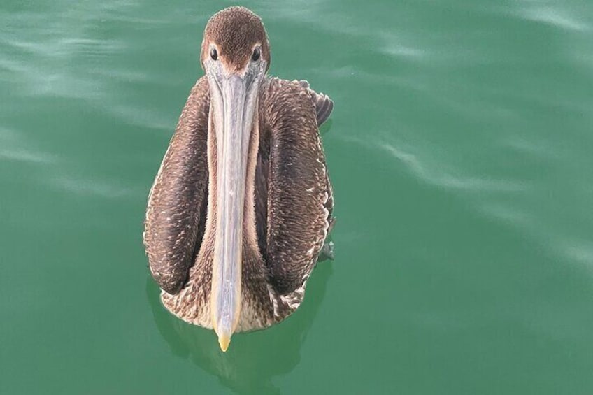 Pelican