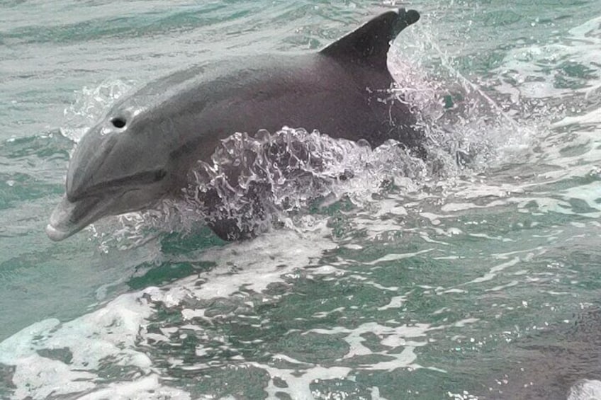 Dolphin next to the tiki boat