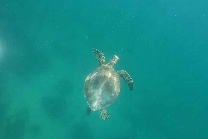 Green Turtle