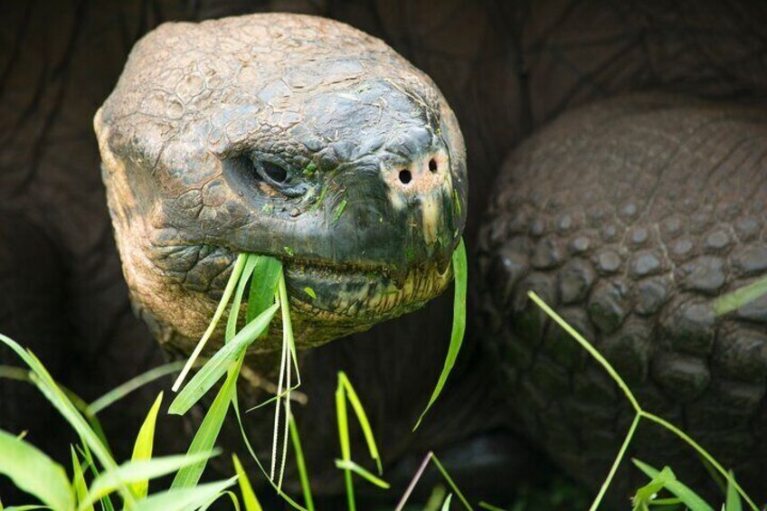 4-Day Wildlife Tour in Santa Cruz Island